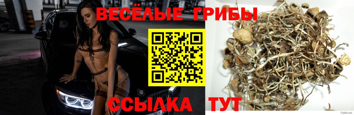 Псилоцибиновые грибы Psilocybine cubensis Ковров